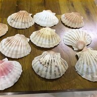 sea shells for sale