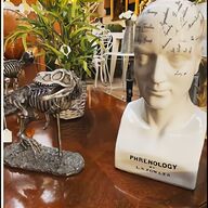 phrenology for sale