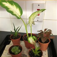 large house plants for sale
