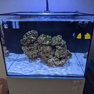 saltwater coral for sale