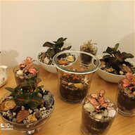 bonsai collection for sale