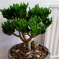 cactus crassula for sale