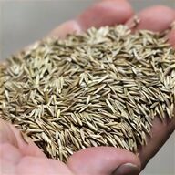 cortaderia selloana feather pampas grass seeds for sale