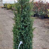 plastic trees for sale