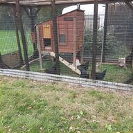 eglu guinea pig for sale