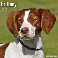 brittany spaniel for sale
