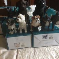 labrador dogs for sale