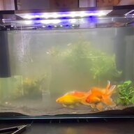 aqua fish tank for sale
