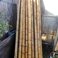 giant bamboo for sale