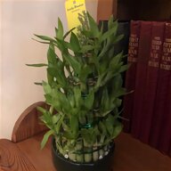 lucky bamboo for sale