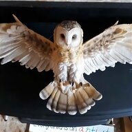 taxidermie owl for sale