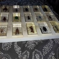 real insect for sale