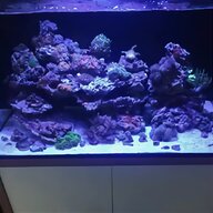 red sea for sale