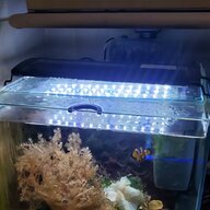 coral tank for sale
