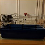 baby guinea pigs for sale