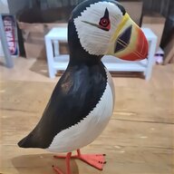 taxidermy pigeon for sale
