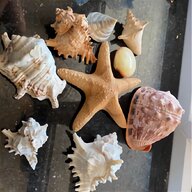 sea shells for sale