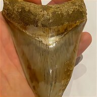megalodon tooth for sale