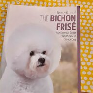 bichon frise dogs for sale