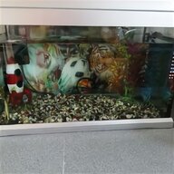 aquarium slate for sale