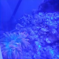 bubble anemone for sale