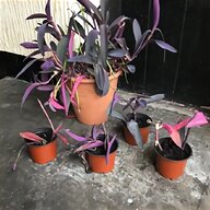 purple rose bush for sale