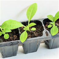 plant cells for sale