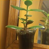 frankincense plant for sale