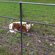 hereford cattle for sale