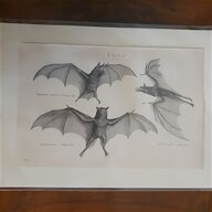lithograph prints for sale