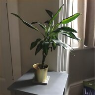 ikea white plant pot for sale