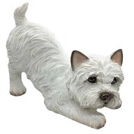 white yorkshire terrier for sale