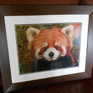red panda for sale