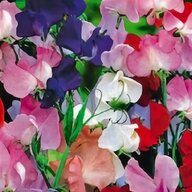 sweet pea seeds for sale