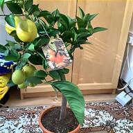 apricot tree for sale
