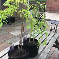 bonsai tree wisteria for sale