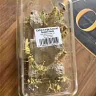 live locusts for sale