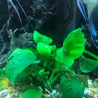 platy fish for sale