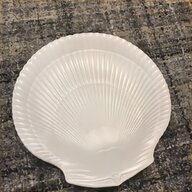 nautilus shell for sale