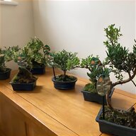 wisteria bonsai for sale