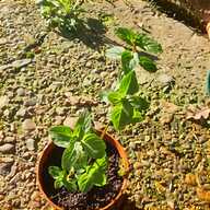 potted rose for sale