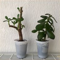 friendship plant for sale