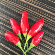hottest chilli seeds for sale