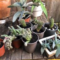 cactus garden for sale