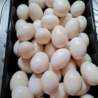 hatching goose eggs for sale