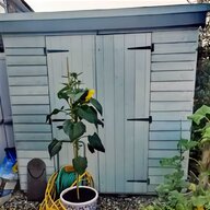 shed 8 x 6 pent for sale