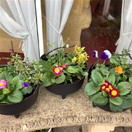 miniature plants for sale