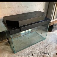 platy fish for sale