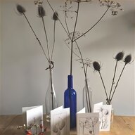 cow parsley for sale