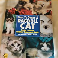 ragdoll cat for sale